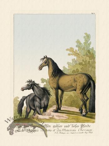 Ridingers Horses 05